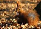 Chipmunk.jpg