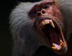 Angry monkey.jpg