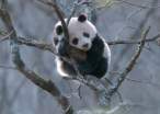 Baby panda.jpg