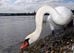 Swan.jpg