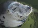 Seal.jpg