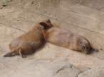 Lay down.jpg