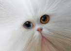 Kitty.jpg