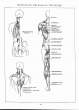 (eBook - English) Andrew Loomis - Figure Drawing - For All It's Worth_Page_054_Image_0001.jpg