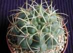 Gymnocalicium_multiflorum.jpg