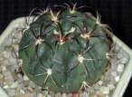 Gymnocalicium_pflanzii.jpg