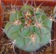 Gymnocalycium_comarapense.jpg