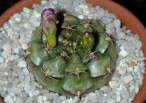Gymnocalycium_damsii_rotundulum2.jpg