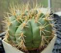Gymnocalycium_eurypleurum_ritter.jpg