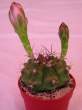 Gymnocalycium_friedrichii_bt.jpg
