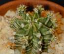 Gymnocalycium_mihanovichii_fredrichii.jpg