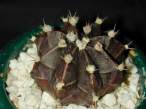 Gymnocalycium_mihanovichii_fredrichii_noir2.jpg