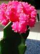 Gymnocalycium_mihanovichii_greffe.jpg