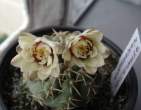 Gymnocalycium_nigriareolatum.jpg