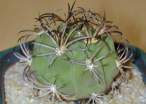 Gymnocalycium_pflanzii_zegarrae.jpg