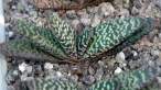 Gasteria_carinata2.jpg