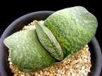 Gasteria_pillansii.jpg