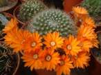 Rebutia_flavistylus2.jpg