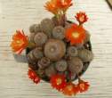 Rebutia_heliosa.jpg