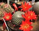 Rebutia_krainziana2.jpg