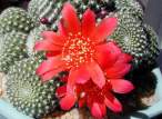 Rebutia_krainziana5.jpg
