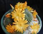 Rebutia_marsoneri2.jpg