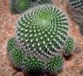 Rebutia_minuscula_cl.jpg