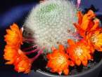 Rebutia_muscula2.jpg