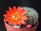 Rebutia_patersonii1.jpg