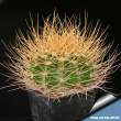 Acanthocalycium violaceum 2.jpg