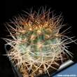 Acanthocalycium thionanthum 05.jpg
