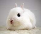 Bunny.jpg