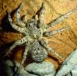Spider.jpg
