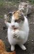 Kitty.jpg