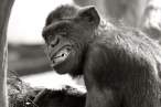 Monkey smiling.jpg