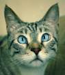 Blue eyes.jpg