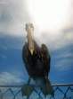 Bird.jpg