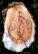 Shell.jpg