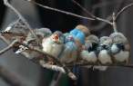 Birds.jpg