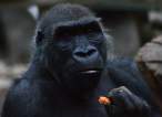 Gorilla.jpg