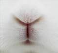 Pussy.jpg