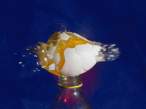 Egg.jpg