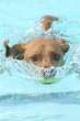 Swim.jpg