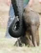 Elephant.jpg