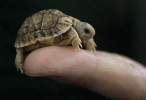 Turtle.jpg