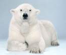 Polar bear.jpg