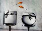 Jumping Fish.jpg