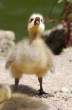 Duck.jpg