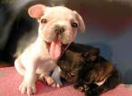 Puppies.jpg