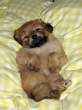 Puppy.jpg